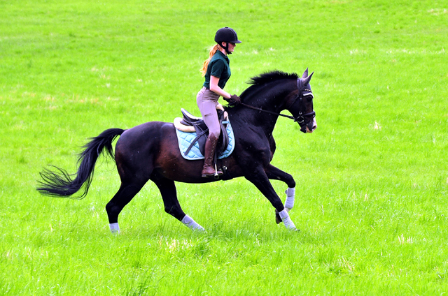 Der 20j hrige Shavalou und Johanna - Foto: Beate Langels - Trakehner Gest t H melschenburg