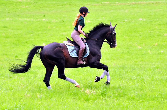 Der 20j hrige Shavalou und Johanna - Foto: Beate Langels - Trakehner Gest t H melschenburg
