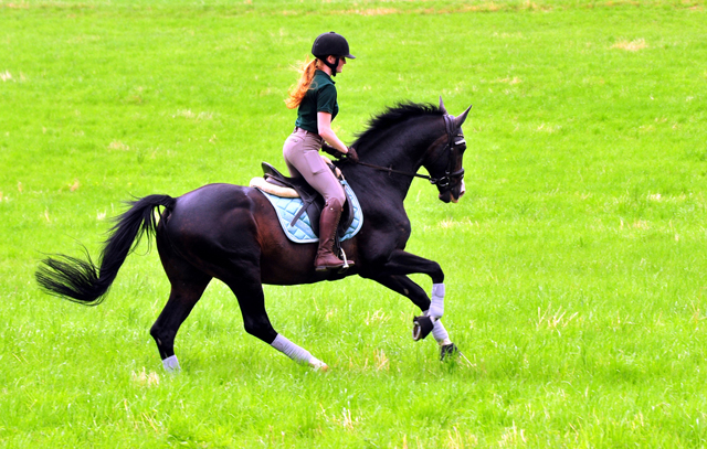 Der 20j hrige Shavalou und Johanna - Foto: Beate Langels - Trakehner Gest t H melschenburg