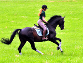 Impressionen vom Juli 2021 - Trakehner Gestt Hmelschenburg  - Foto: Beate Langels