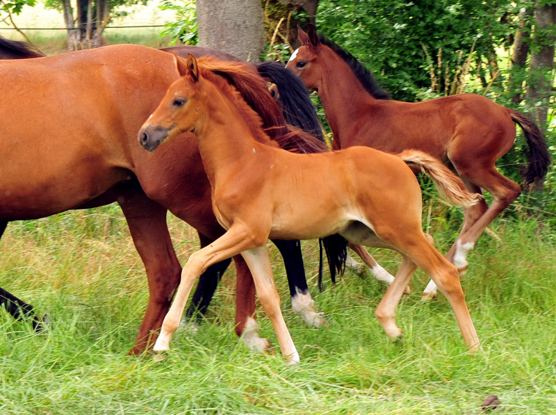 Auf der Hmelschenburger Fohlenweide - Foto: Beate Langels - Trakehner Gestt Hmelschenburg