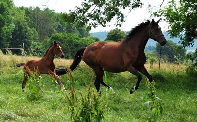 Auf der Hmelschenburger Fohlenweide - Foto: Beate Langels - Trakehner Gestt Hmelschenburg