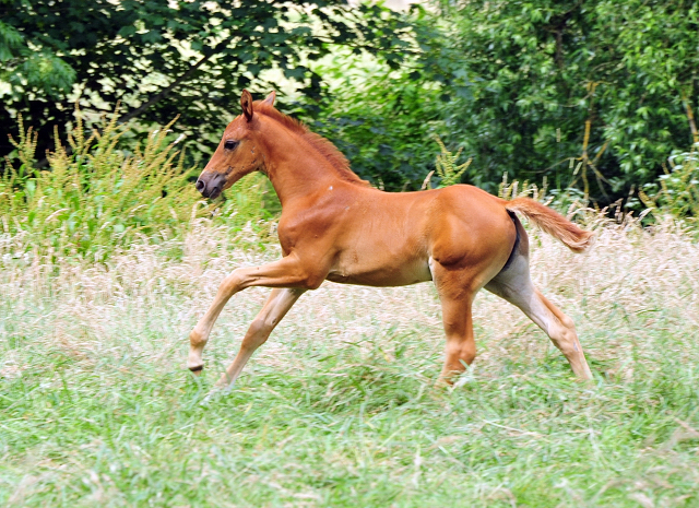 Auf der Hmelschenburger Fohlenweide - Foto: Beate Langels - Trakehner Gestt Hmelschenburg