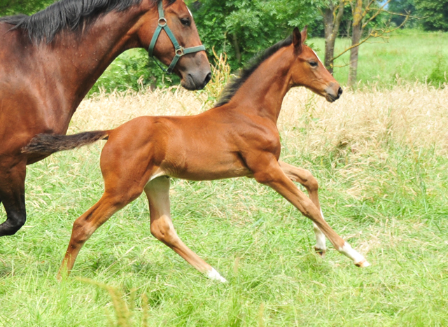 Auf der Hmelschenburger Fohlenweide - Foto: Beate Langels - Trakehner Gestt Hmelschenburg