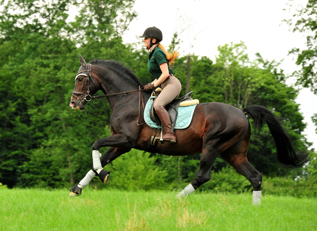 Der 20j hrige Shavalou und Johanna - Foto: Beate Langels - Trakehner Gest t H melschenburg
