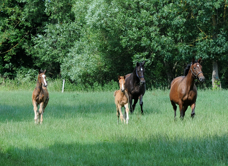 Juli 2023 - Foto Beate Langels - Gestt Hmelschenburg