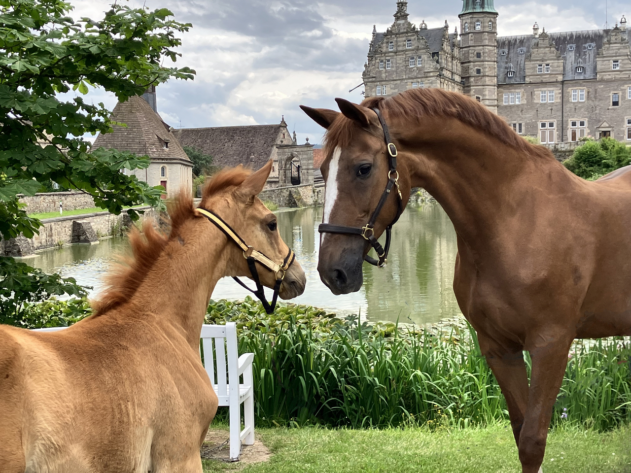 Kavalou und ihre Tochter Kavalea - Foto Beate Langels - Gestt Hmelschenburg