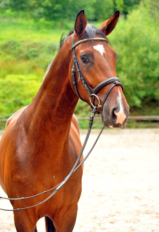 3jhriger Trakehner von Saint Cyr x Red Patrick xx im August 2015 - Foto Beate Langels - Gestt Hmelschenburg, Foto: Beate Langels, 
Trakehner Gestt Hmelschenburg - Beate Langels