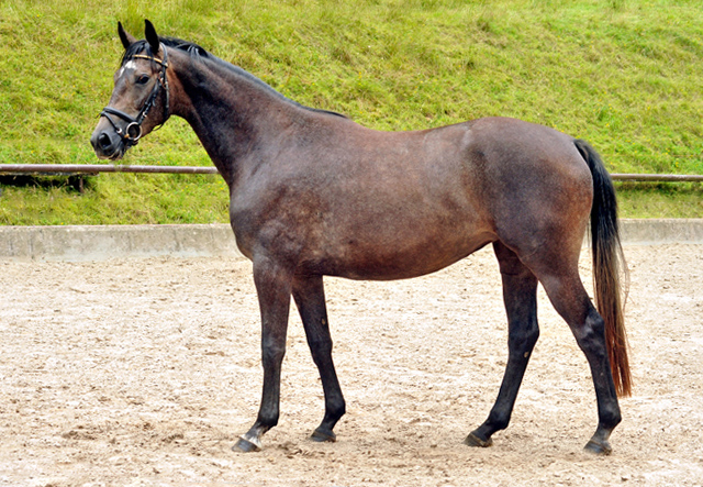 Tea and Sugar von Exclusiv - Foto: Beate Langels, Trakehner Gestt Hmelschenburg