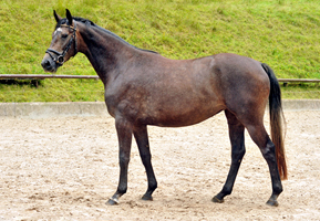 Tea and sugar - Trakehner  by Exclusiv out of Teatime by Summertime - Foto Beate Langels - Trakehner Gestt Hmelschenburg