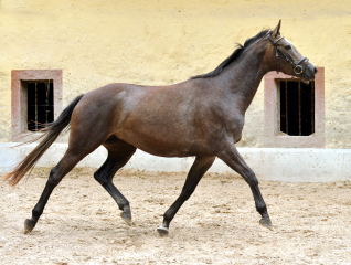 Tea and Sugar von Exclusiv - Foto: Beate Langels, Trakehner Gestt Hmelschenburg