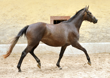 Tea and Sugar von Exclusiv - Foto: Beate Langels, Trakehner Gestt Hmelschenburg