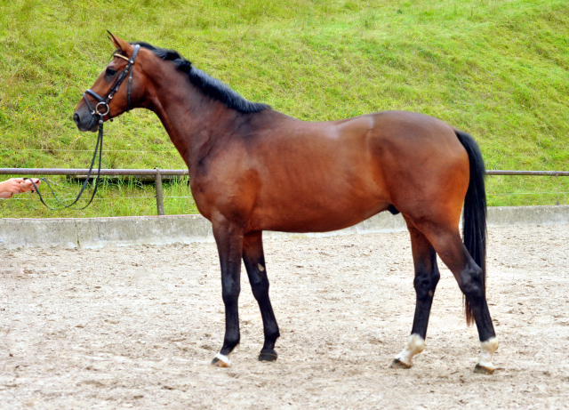 3jhriger Trakehner von Saint Cyr x Red Patrick xx im August 2015 - Foto Beate Langels - Gestt Hmelschenburg, Foto: Beate Langels, 
Trakehner Gestt Hmelschenburg - Beate Langels