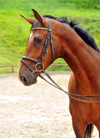 3jhriger Trakehner von Saint Cyr x Red Patrick xx im August 2015 - Foto Beate Langels - Gestt Hmelschenburg, Foto: Beate Langels, 
Trakehner Gestt Hmelschenburg - Beate Langels