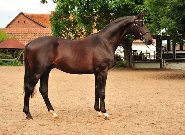 2jhriger Trakehner Hengst v. Saint Cyr u.d. Pr.St. Under the Moon v. Easy Game - Foto: Beate Langels - 
Trakehner Gestt Hmelschenburg