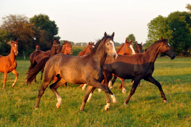 vorn: Jhrlingshengst von Saint Cyr u.d. Teatime v. Summertime - am 4.September 2012, Foto: Beate Langels, Trakehner Gestt Hmelschenburg