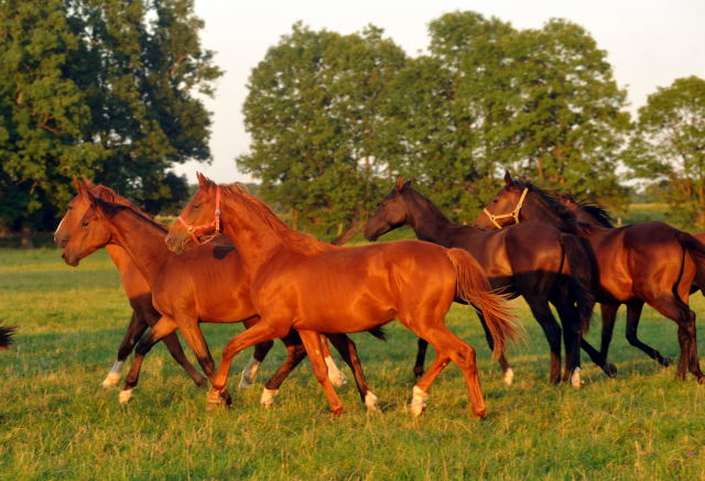 vorn: Jhrlingshengst von Tudor v. Iskander x Sixtus - am 4.September 2012, Foto: Beate Langels, Trakehner Gestt Hmelschenburg