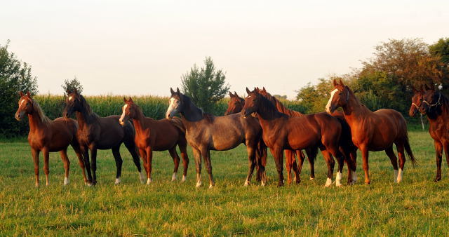 Jhrlingshengste in Schplitz am 4.September 2012, Foto: Beate Langels, Trakehner Gestt Hmelschenburg