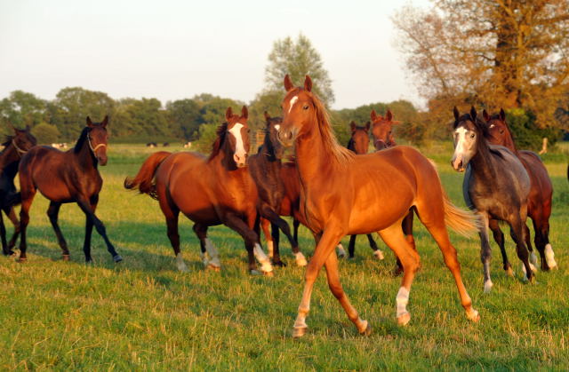 Jhrlingshengste vorn Hengst v. Syriano x Uckermrker am 4.September 2012, Foto: Beate Langels, Trakehner Gestt Hmelschenburg