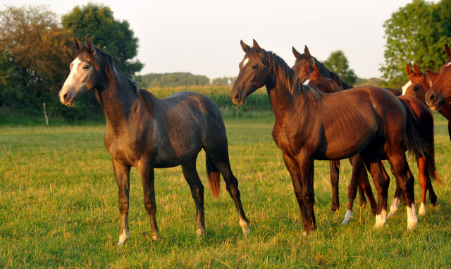 Hengst von Saint Cyr u.d. Teatime v. Summertime, Foto: Beate Langels