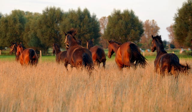 Zweijhrige Stuten in Schplitz am 4.September 2012, Foto: Beate Langels, Trakehner Gestt Hmelschenburg