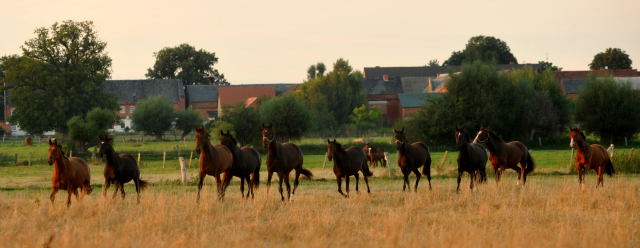 Zweijhrige Stuten in Schplitz am 4.September 2012, Foto: Beate Langels, Trakehner Gestt Hmelschenburg