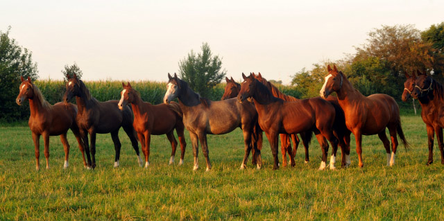 Hengst von Saint Cyr u.d. Teatime v. Summertime, Foto: Beate Langels