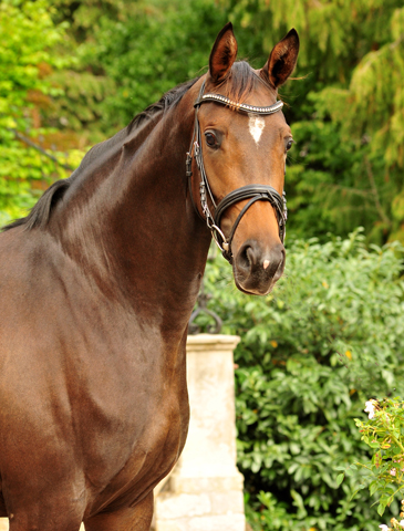 Val d'Isre - Stute von High Motion u.d. Val de Vienne v. Exclusiv - Foto Beate Langels - Gestt Hmelschenburg