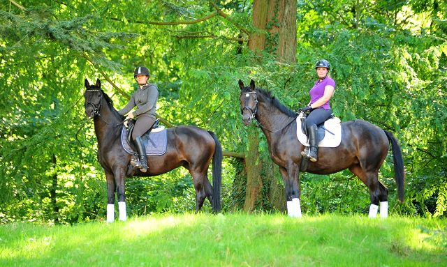 Dreijhrige Stute von De Niro x Totilas und Valentine v. High Motion - Foto: Beate Langels