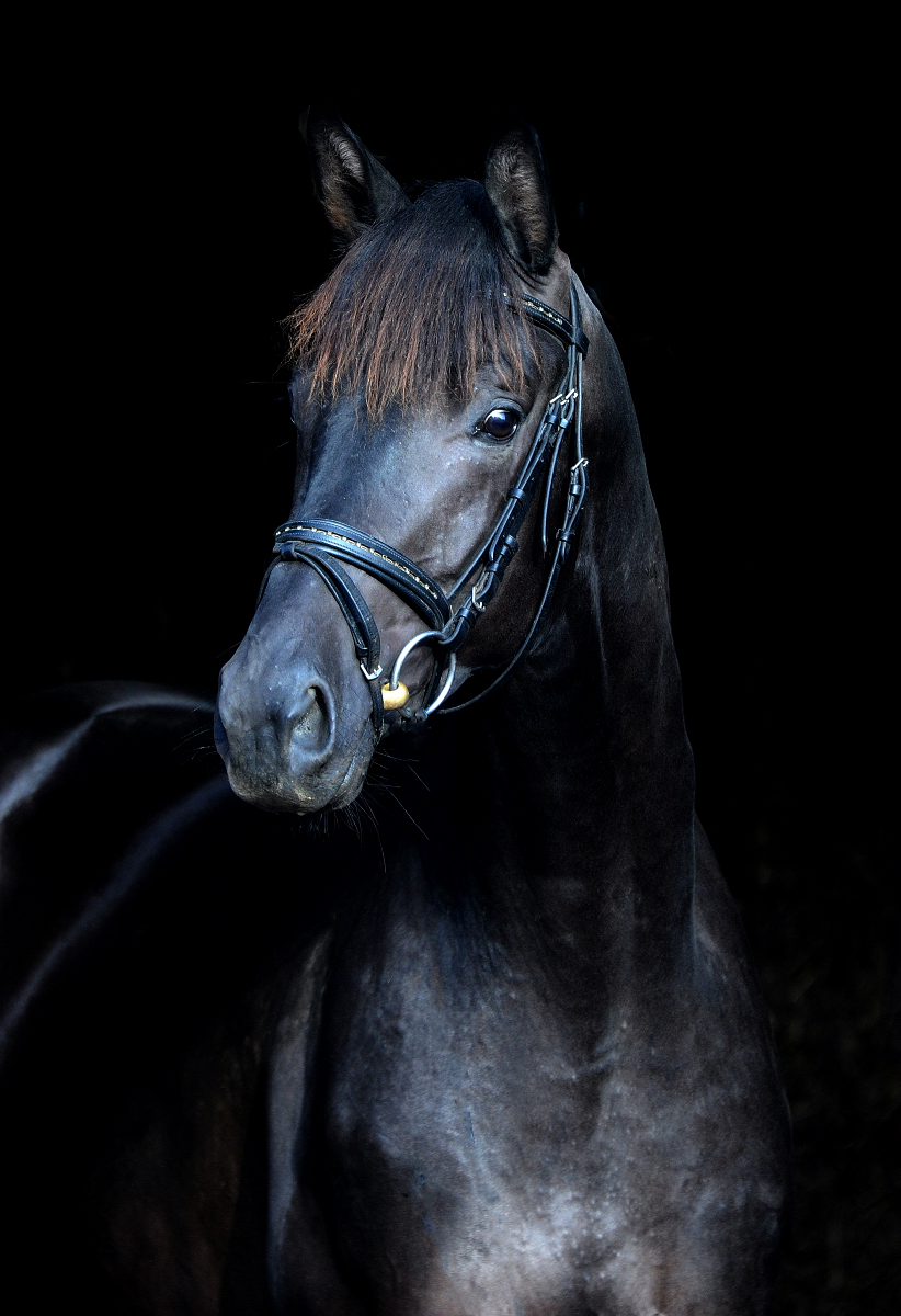 Scansano v. His Moment u.d. Schwalbenlicht - Foto: Beate Langels - Trakehner Gestt Hmelschenburg