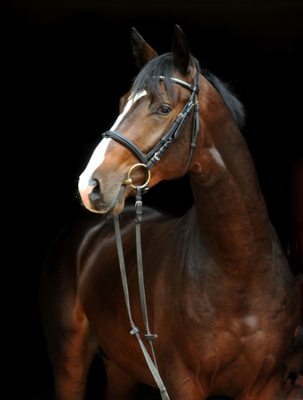 2jhriger Hengst von Freudenfest u.d. Pr.u.StPrSt. Grace Note v. Alter Fritz - Foto: Beate Langels - Gestt Schplitz