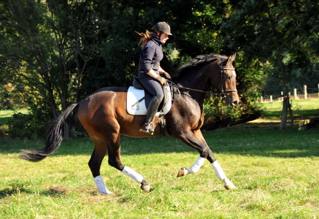 3jhriger Trakehner Wallach von Shavalou u.d. Kalidah Jamal v. Manhattan