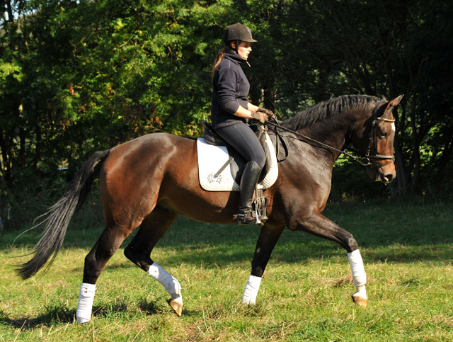 3jhriger Trakehner Wallach von Shavalou u.d. Kalidah Jamal v. Manhattan