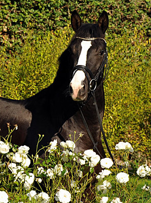 Trakehner Hengst von Saint Cyr x Alter Fritz x Kostolany, Foto: Beate Langels Gestt Hmelschenburg