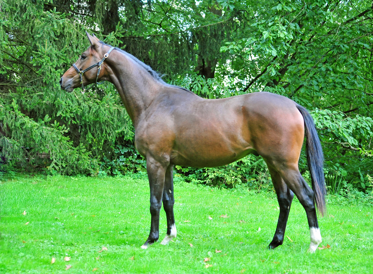 Trakehner von High Motion u.d. Val de Vienne v. Exclusiv - Foto Beate Langels