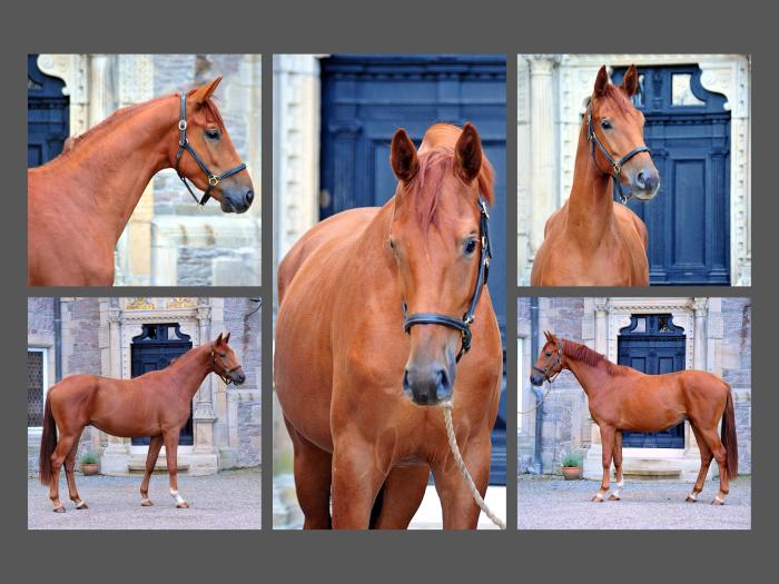 Trakehner von Zauberdeyk u.d. Tacyra v. Saint Cyr - Foto Beate Langels