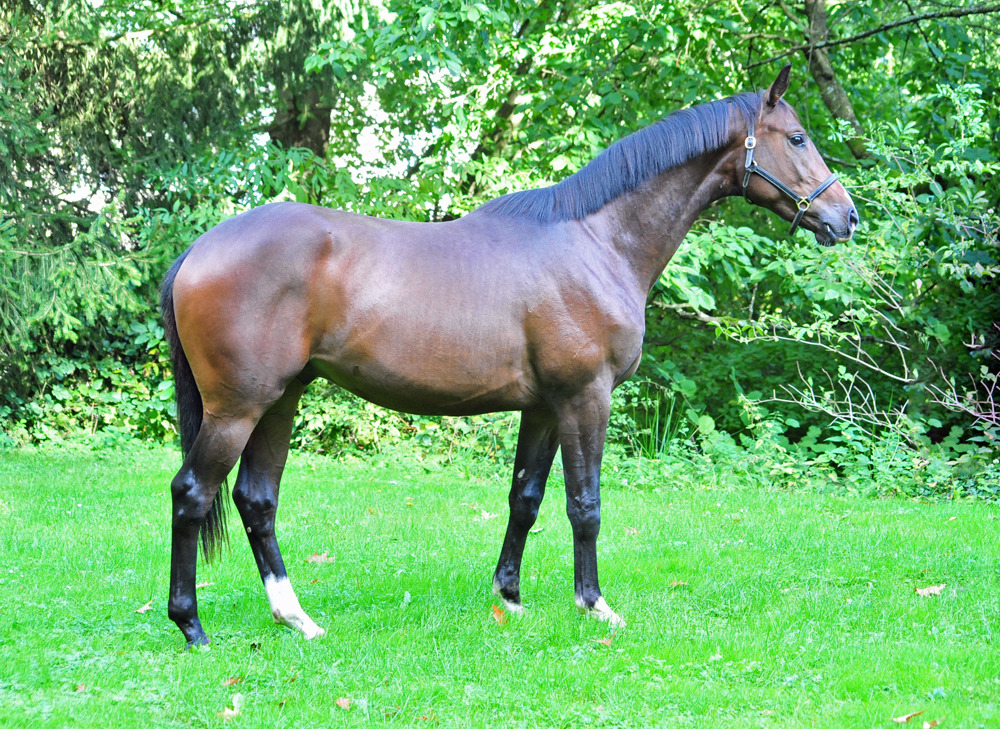 Trakehner von High Motion u.d. Val de Vienne v. Exclusiv - Foto Beate Langels