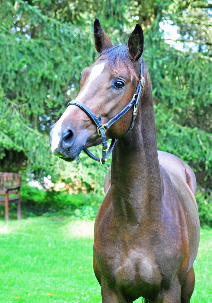 Trakehner von High Motion u.d. Val de Vienne v. Exclusiv - Foto Beate Langels