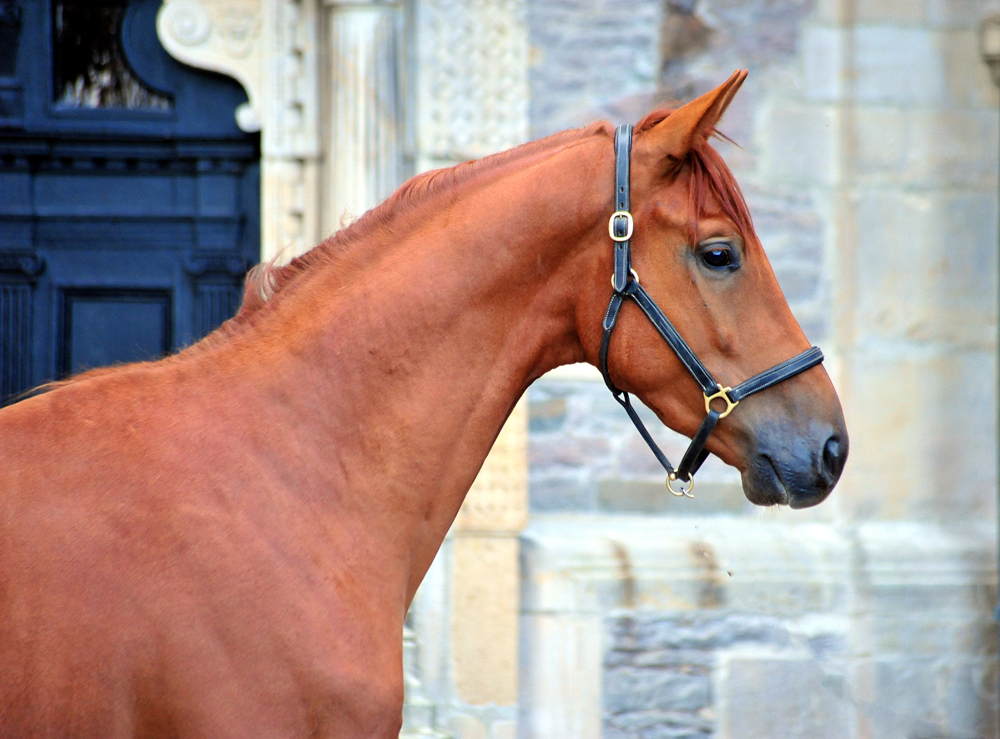 2jhrig - Trakehner von Zauberdeyk u.d. Pr.u.StPrSt. Tacyra v. Saint Cyr- Foto: Beate Langels