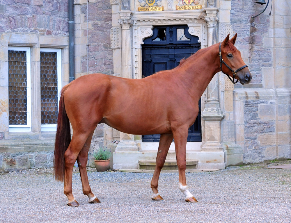 2jhrig - Trakehner von Zauberdeyk u.d. Pr.u.StPrSt. Tacyra v. Saint Cyr- Foto: Beate Langels