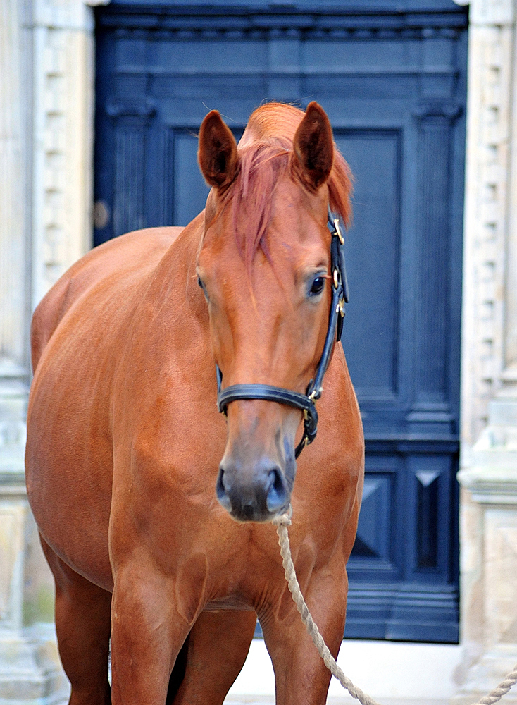 2jhrig - Trakehner von Zauberdeyk u.d. Pr.u.StPrSt. Tacyra v. Saint Cyr- Foto: Beate Langels