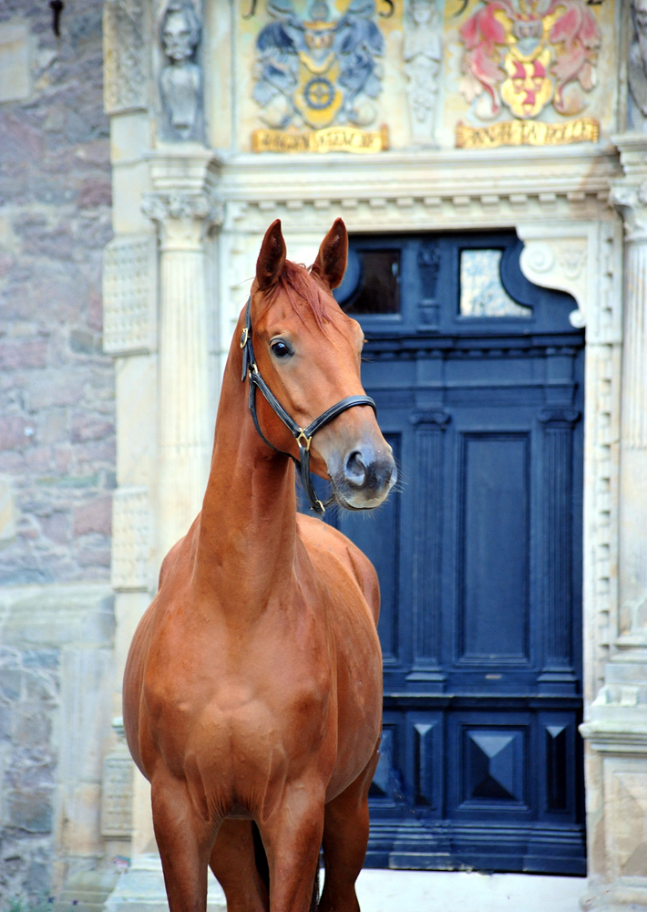 2jhrig - Trakehner von Zauberdeyk u.d. Pr.u.StPrSt. Tacyra v. Saint Cyr- Foto: Beate Langels
