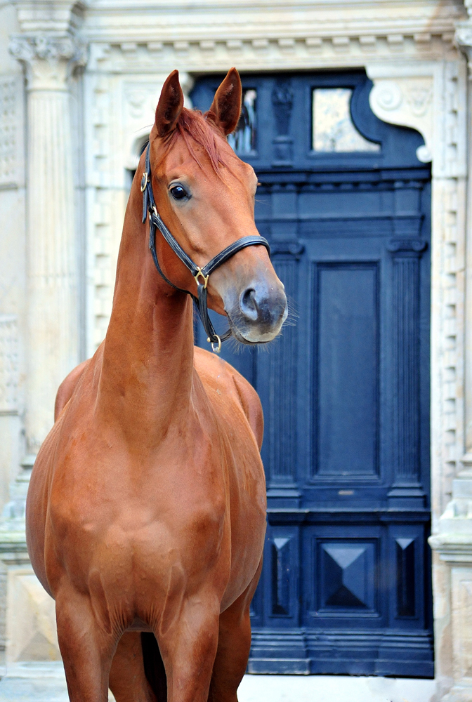 Tantor - Trakehner von Zauberdeyk u.d. Pr.u.StPrSt. Tacyra v. Saint Cyr- Foto: Beate Langels
