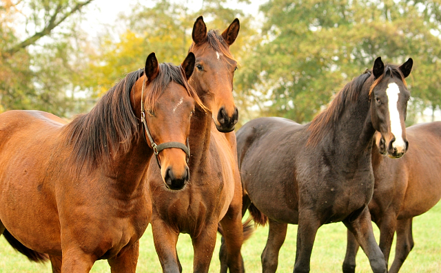 Jhrlingshengste 2018 - Trakehner Gestt Hmelschenburg - Foto: Beate Langels