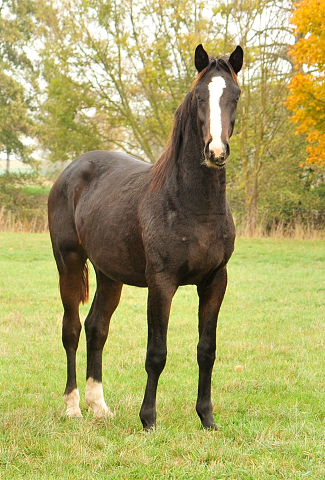 Jhrlingshengste im September 2018 - Trakehner Gestt Hmelschenburg - Foto: Beate Langels