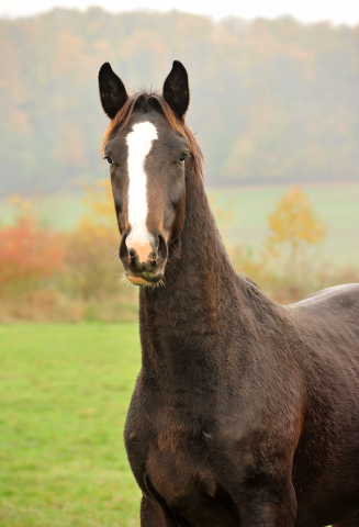 Jhrlingshengste im September 2018 - Trakehner Gestt Hmelschenburg - Foto: Beate Langels