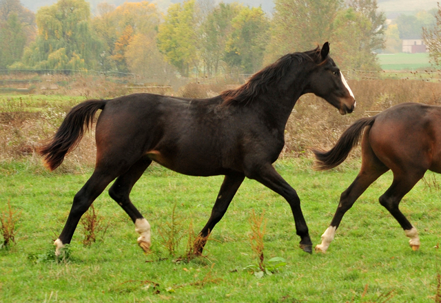 Jhrlingshengste im September 2018 - Trakehner Gestt Hmelschenburg - Foto: Beate Langels