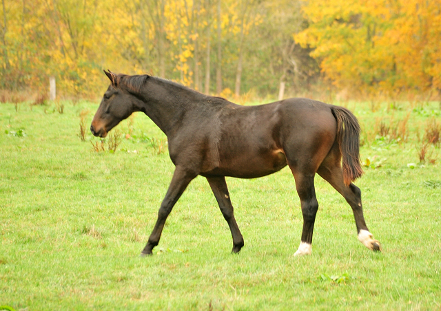 Jhrlingshengste im September 2018 - Trakehner Gestt Hmelschenburg - Foto: Beate Langels