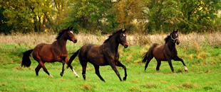 November 2019 - Impressionen - Trakehner Gestt Hmelschenburg 2019 - Foto: Beate Langels