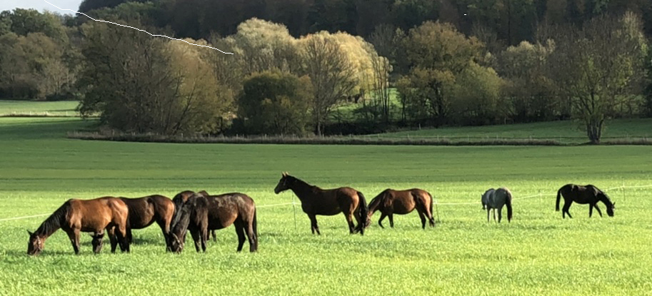 Impressionen vom November 2022 - Trakehner Gestt Hmelschenburg  - Foto: Beate Langels